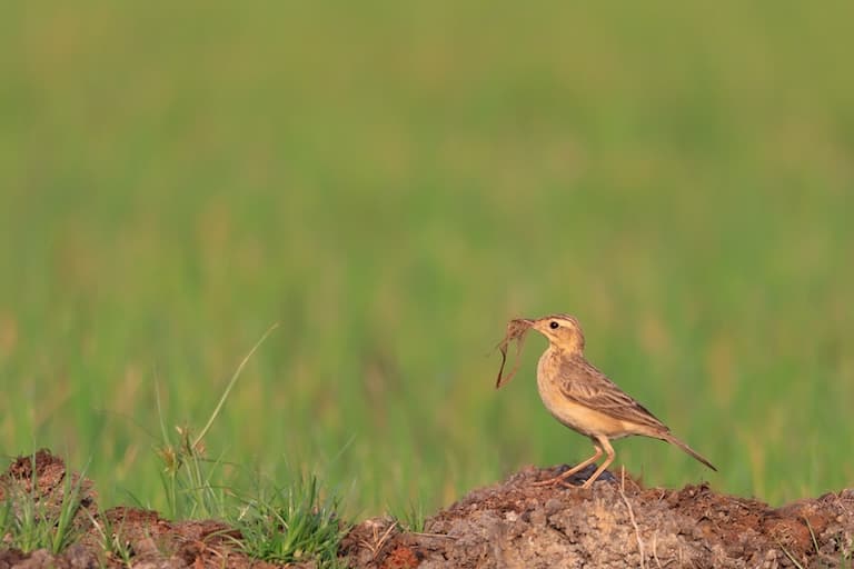 Paddyfield Pipit feeding