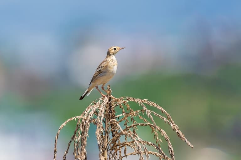 Paddyfield Pipit perched on a grass stem