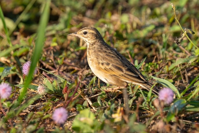 Paddyfield Pipit walking in the grass field