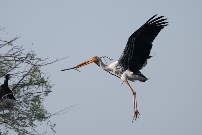 Painted Stork flying with a stick for building a nest
