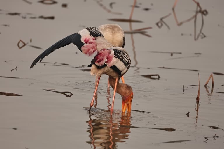Painted Storks foraging for food in the swamp