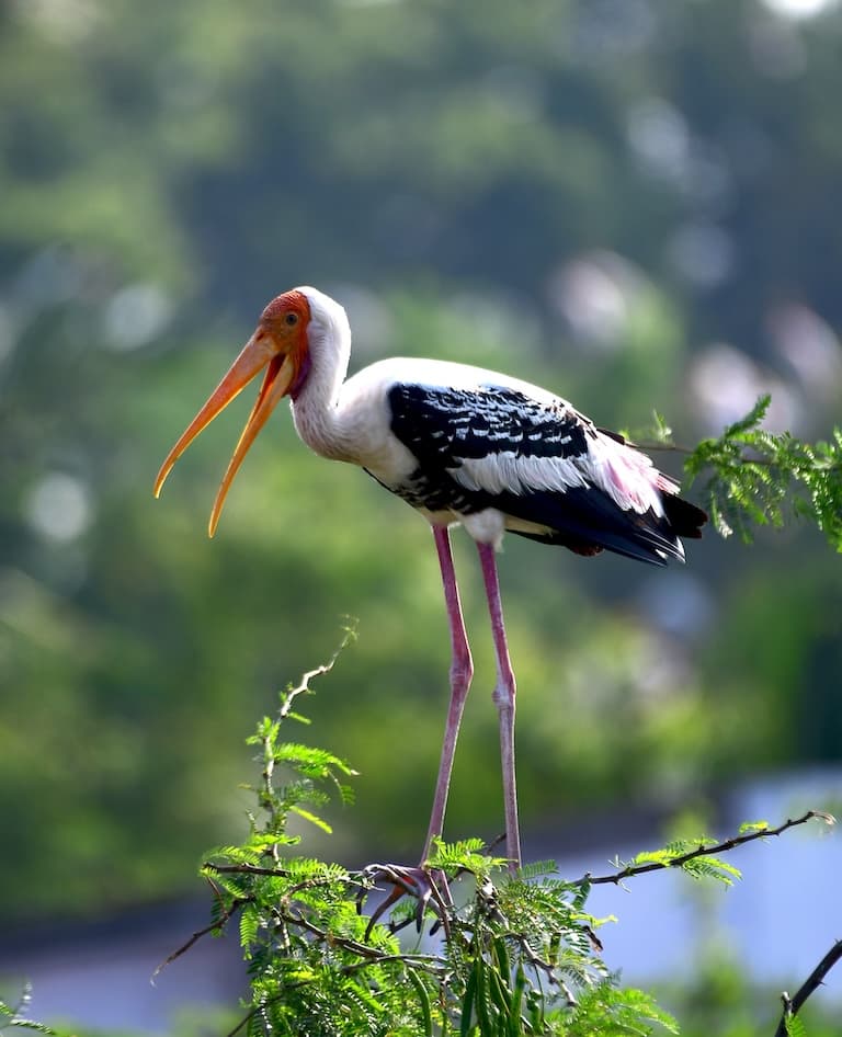 Painted Stork Profile