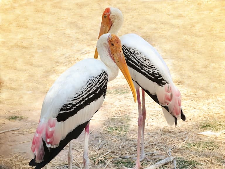 Two Painted Stork resting in a dry field