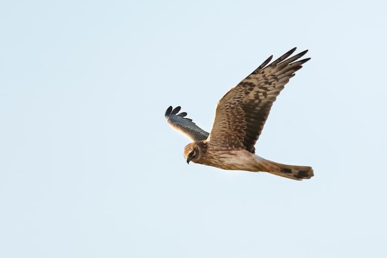 Pallid Harrier in flight