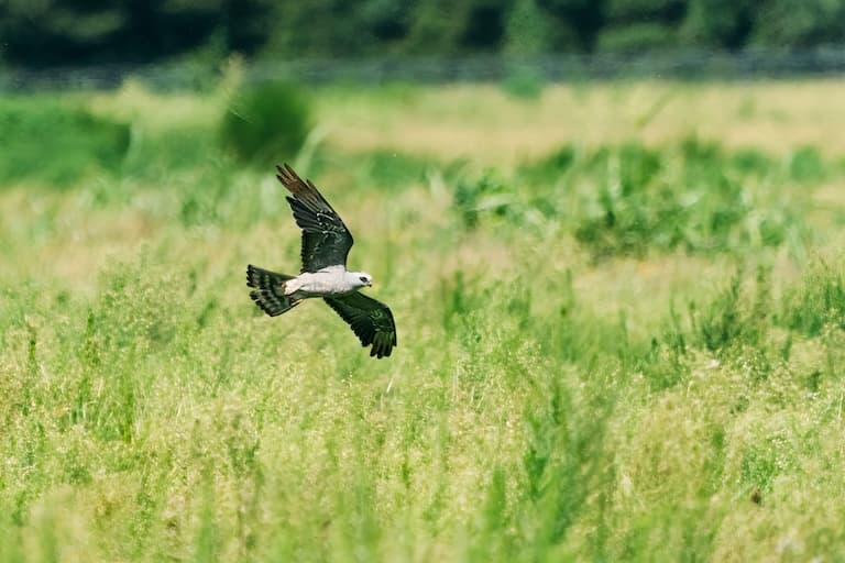 Pallid Harrier reading to land in the green field