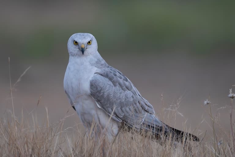 Pallid Harrier profile