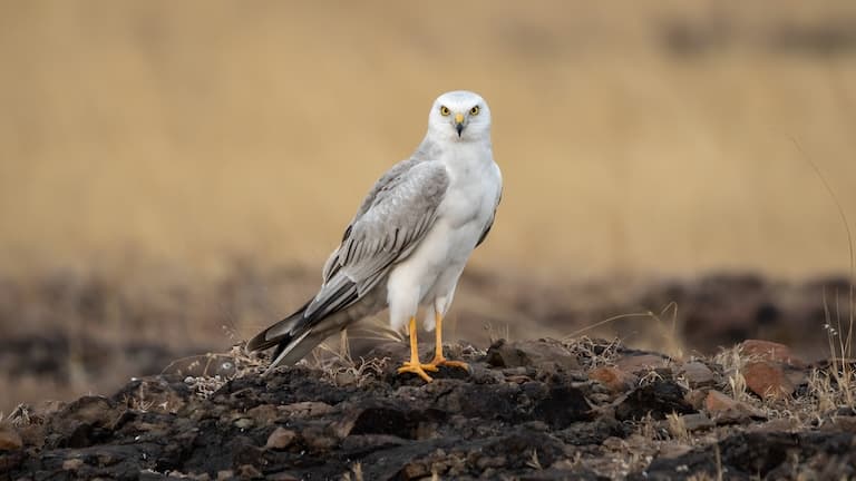 Pallid Harrier resting on a rock