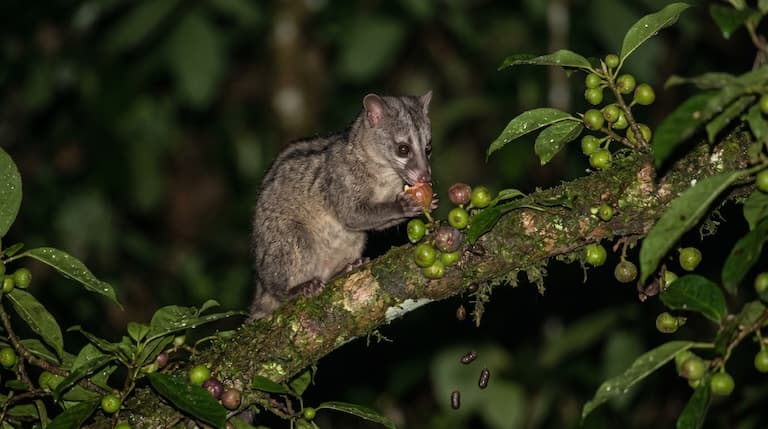 Palm Civet feeding on figs