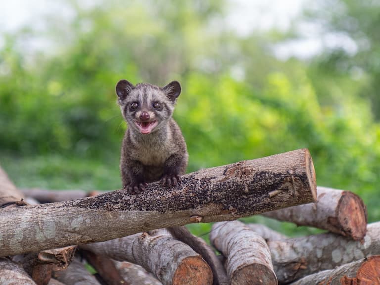 Palm Civet standing on a log