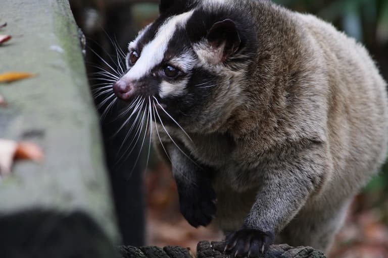 Palm Civet Profile