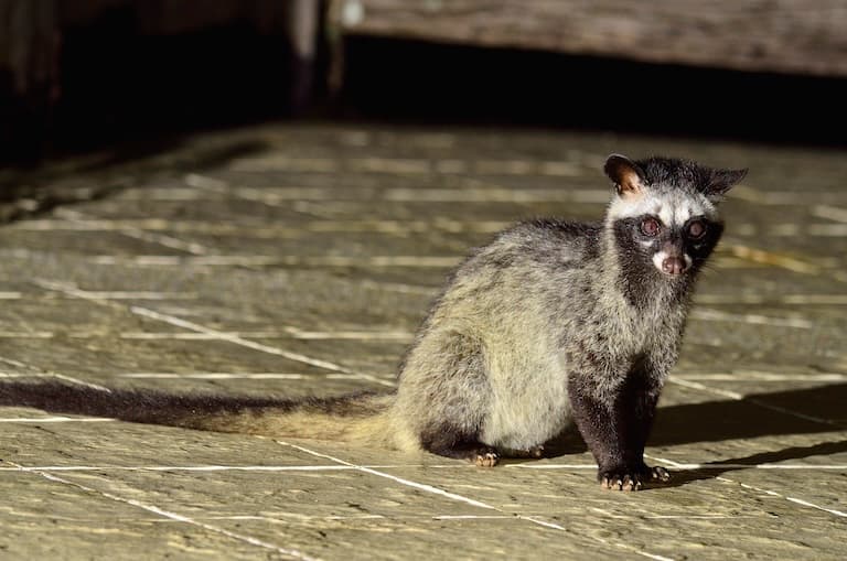 Palm Civet sitting