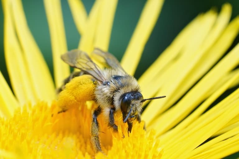 Pantaloon Bee profile