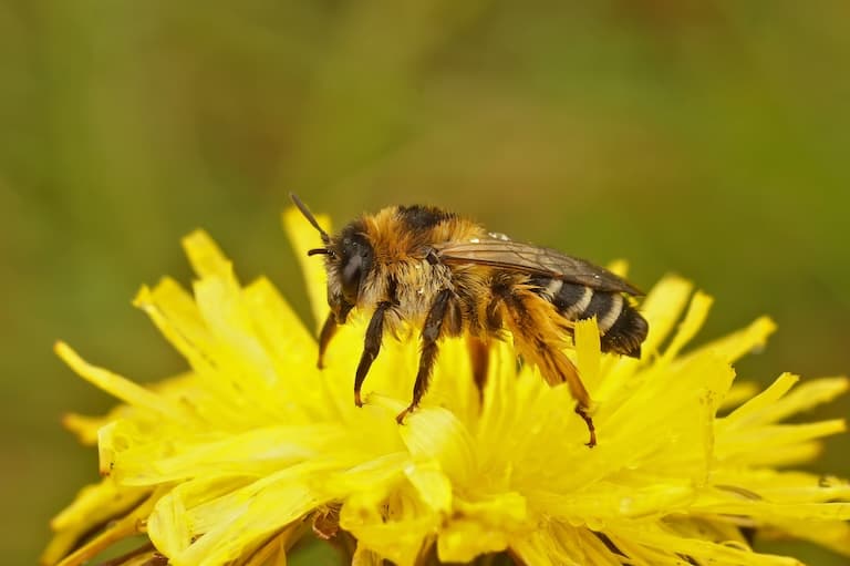 Female pantaloon bee with long legs