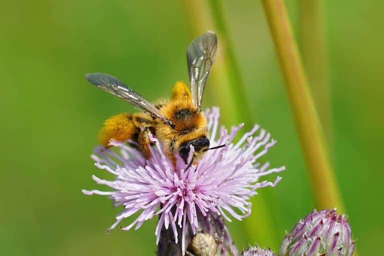 Pantaloon pollinating a flower