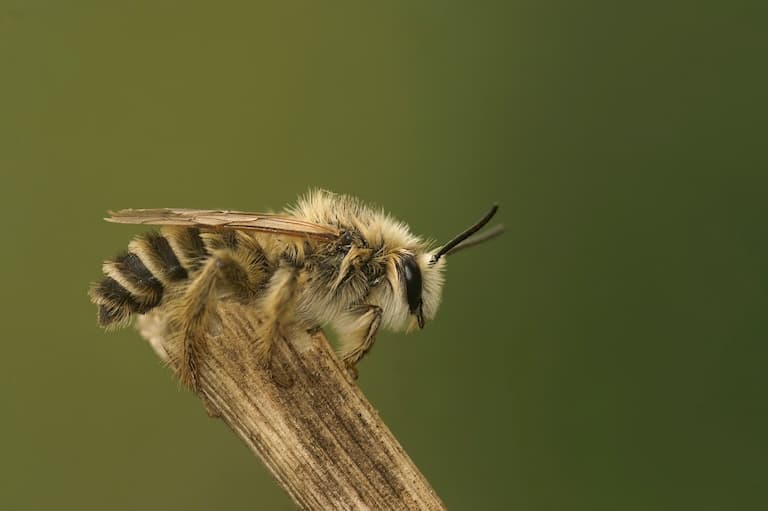Pantaloon resting on a twig 