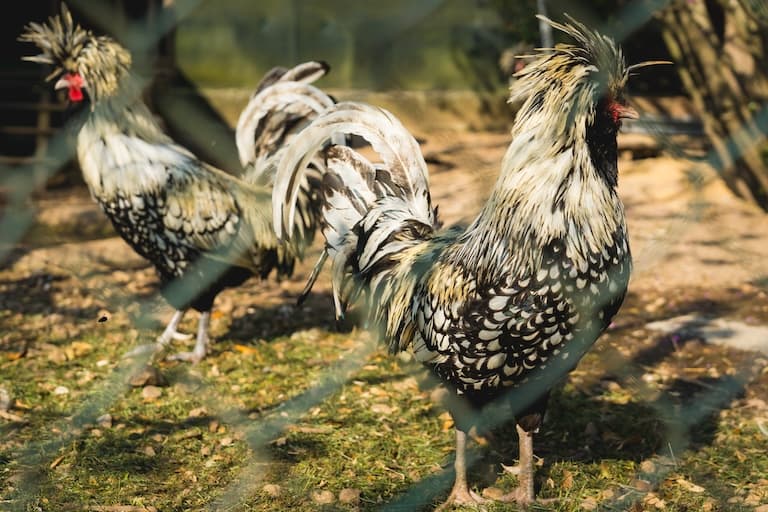 Polish Chicken in a chicken house