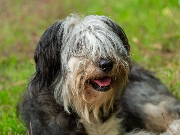 Polish Lowland Sheepdog Profile