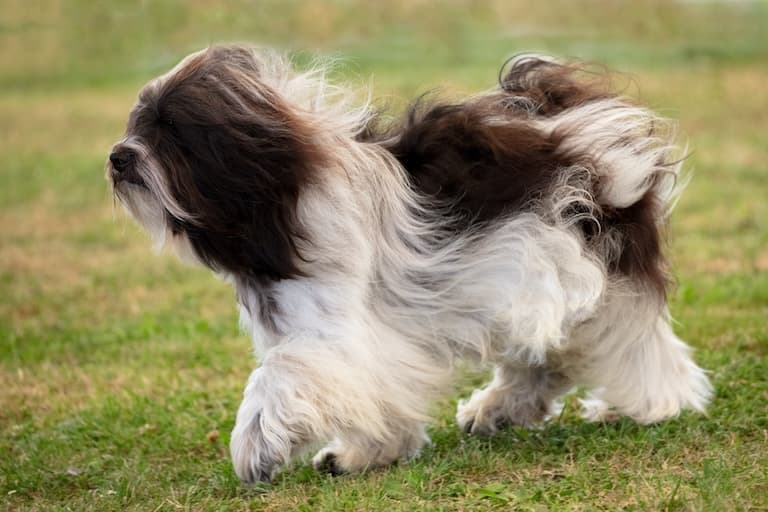 Polish Lowland Sheepdog walking in the field