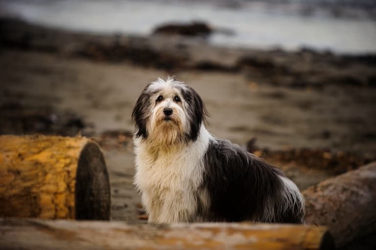 Polish Lowland Sheepdog resting on logs