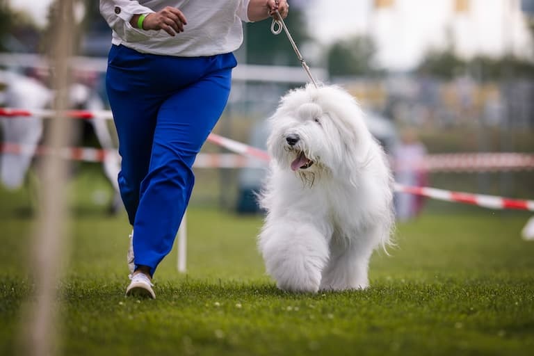 Polish Lowland Sheepdog at the dog show