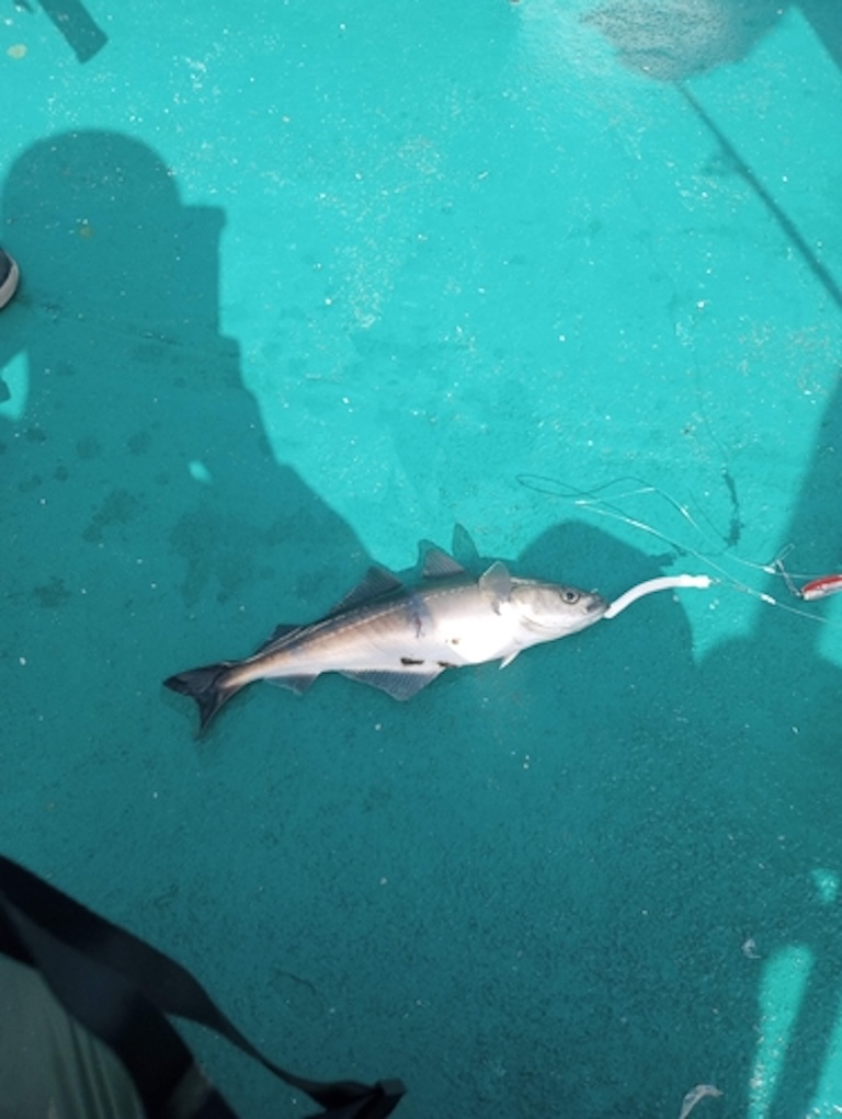 Pollock caught by a fishing hook