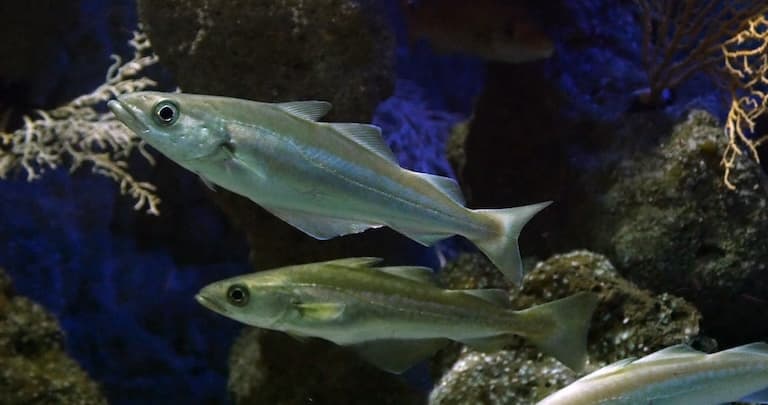 Pollock large shoal