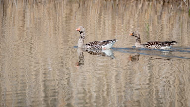 Pomeranian Goose swimming