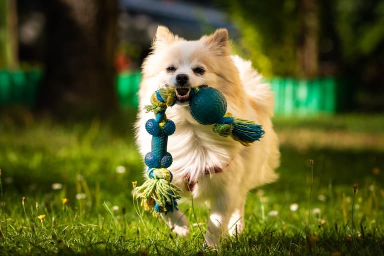 Pomeranian dog playing fetch