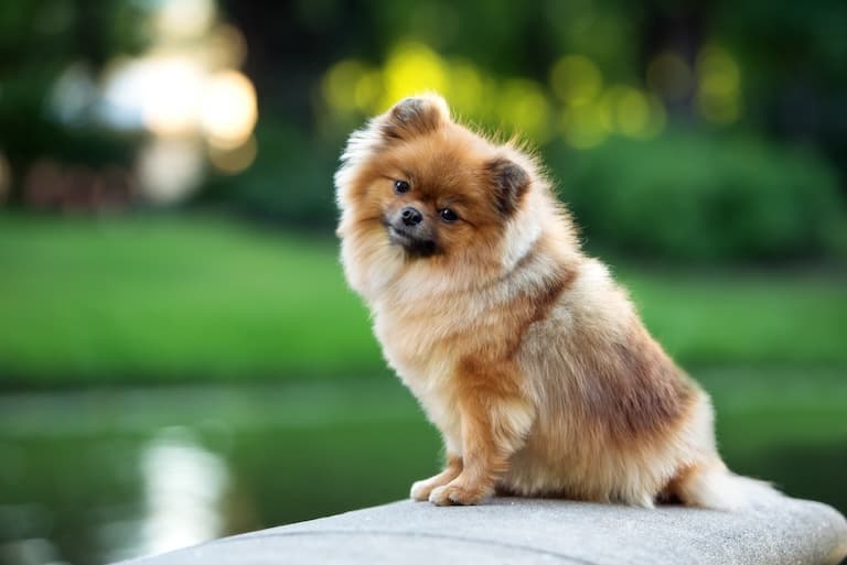 Pomeranian possing in-front of the Camera