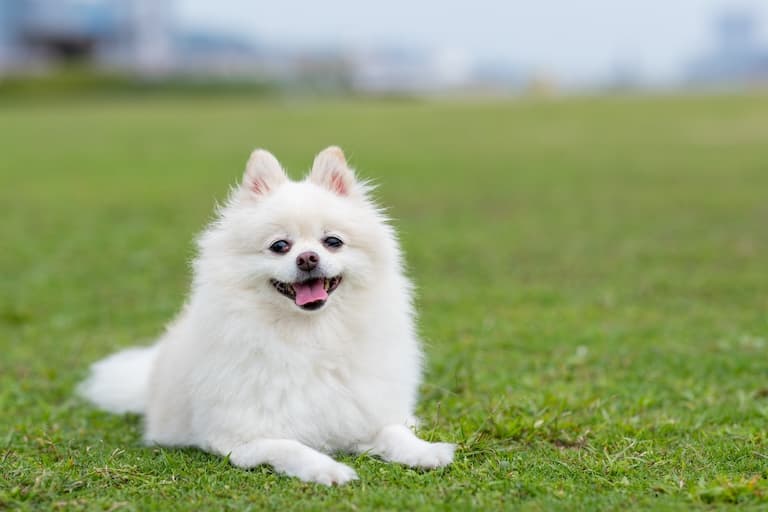 Pomeranian smiling