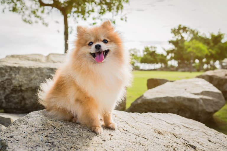 Pomeranian dog Profile