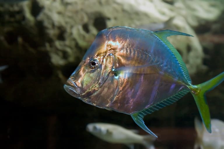 African Pompano fish