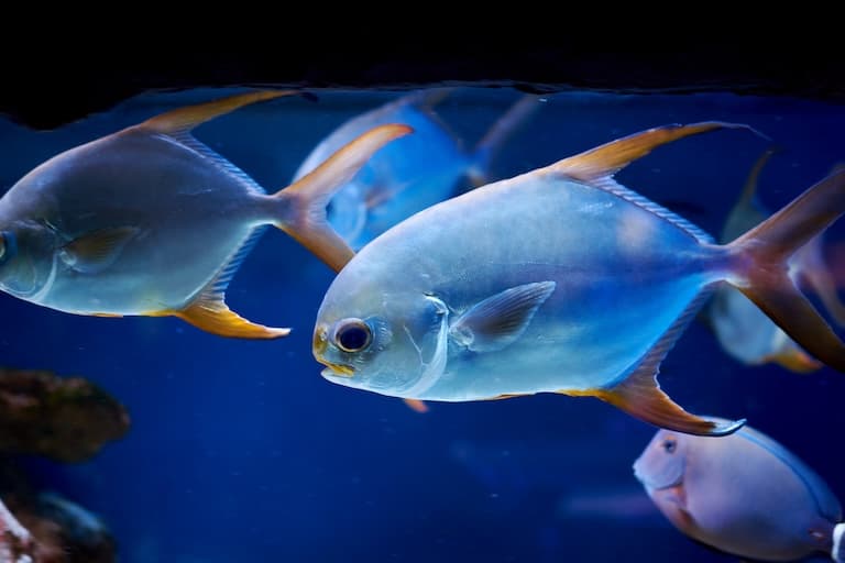 Pompano fish in a marine aquarium