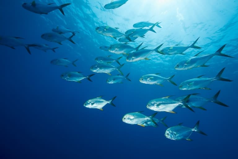 Pompano fish swimming in a group