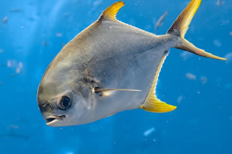 Pompano Profile