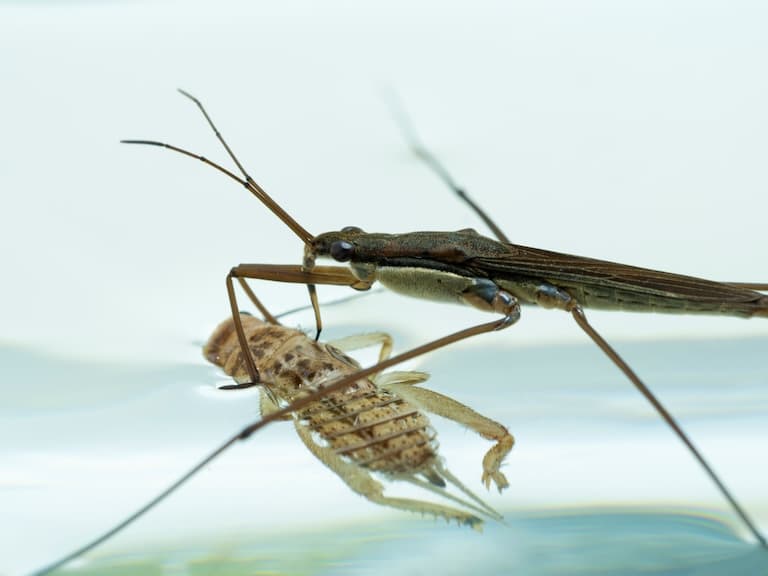Pond Skater feeding on a cricket