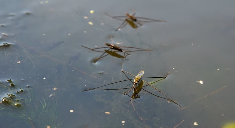 A group of Pond Skaters on a pond 
