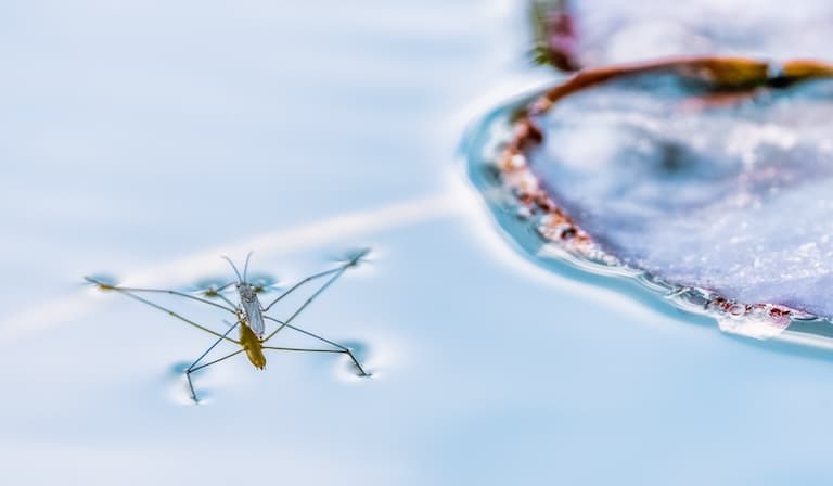 Pond Skater skating on top of the water