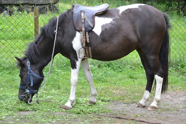 Pony grazing