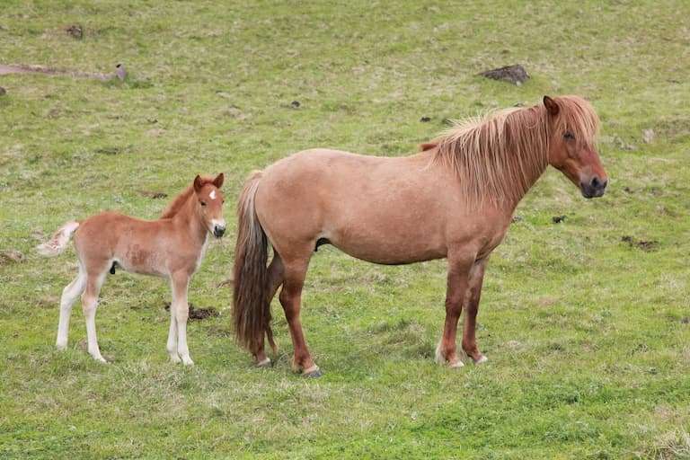 Pony mother and Juvenile