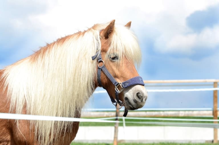 Pony Profile