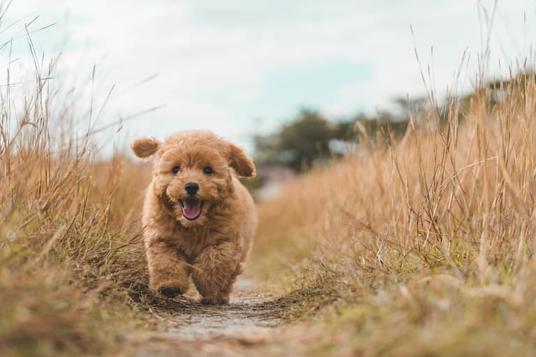 Poodle running