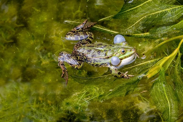 Pool Frog blowing air in it's cheeks 