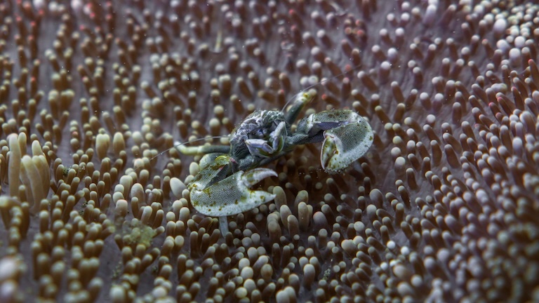 Porcelain Crab on Anemon