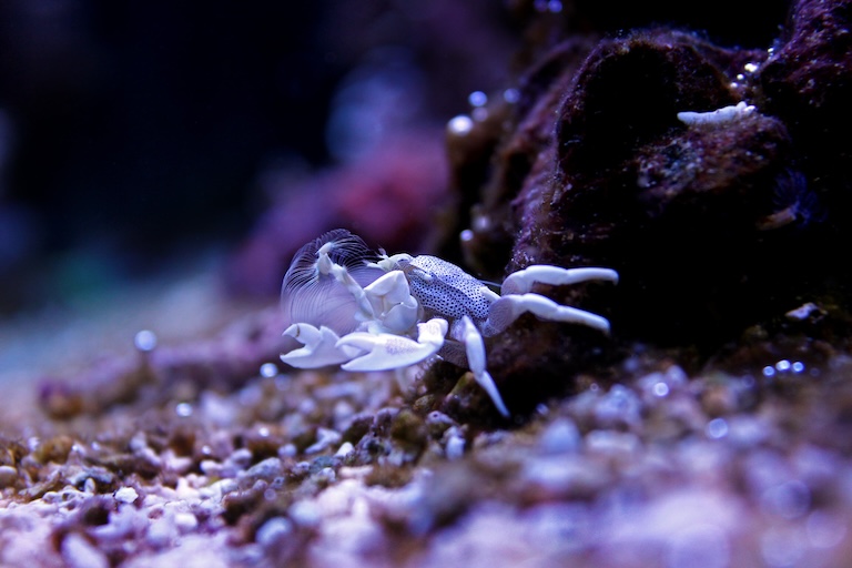 Porcelain Crab in a water tank aquarium
