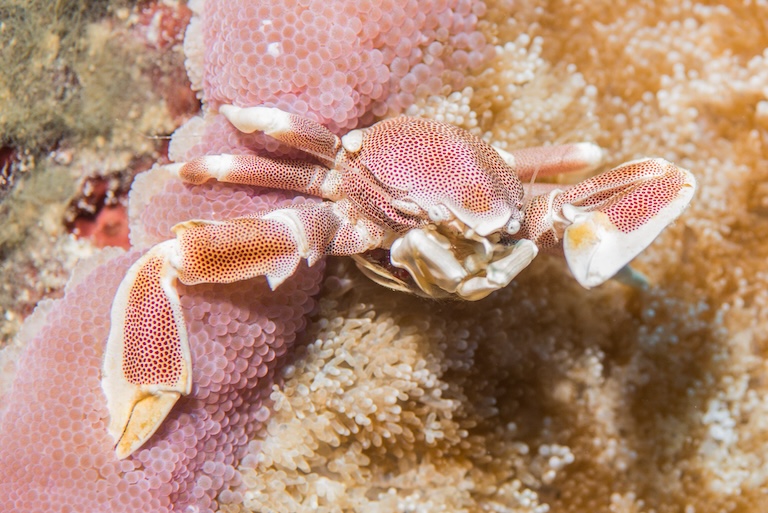 Porcelain Crab Camouflaged