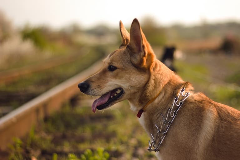 Portuguese Podengo Profile