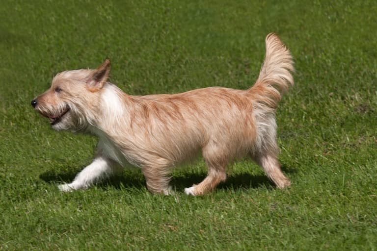 Portuguese Podengo running in a field