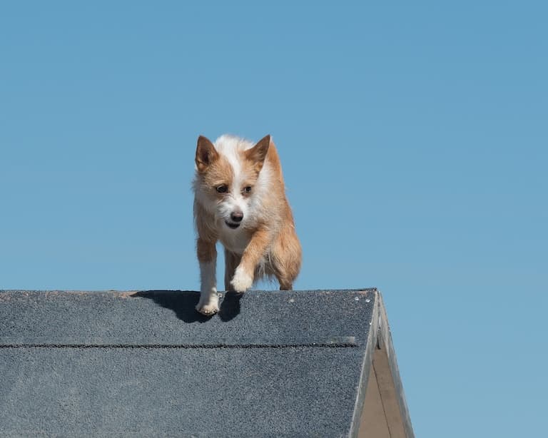 Portuguese Podengo climbing over a fence