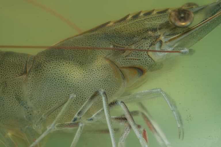 Prawn profile